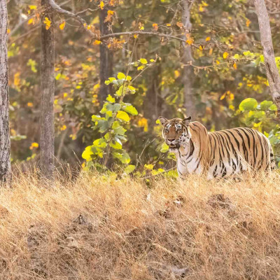 Indien, Tiger (Foto: Nicola Lederer)