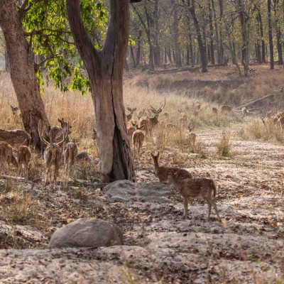 Indien, Axishirsche (Foto: Nicola Lederer)