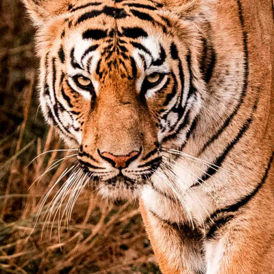 Indien, Tiger (Foto: Nicola Lederer)