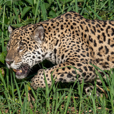 Brasilien, Pantanal, Jaguar (Foto: Rainer Skrovny, ARR-Reisen)