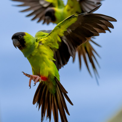 Brasilien, Pantanal, Nandaysittich (Foto: Rainer Skrovny, ARR-Reisen)