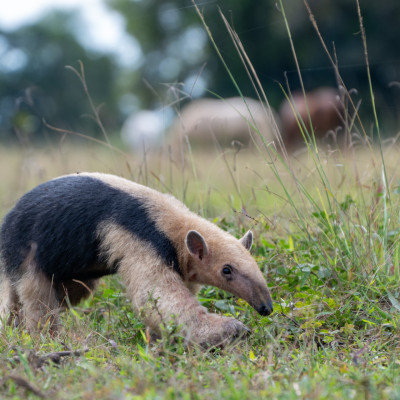 Brasilien, Pantanal, Tamadua oder Kleiner Ameisenbär (Foto: Rainer Skrovny, ARR-Reisen)
