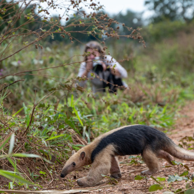 Brasilien, Pantanal, Tamadua oder Kleiner Ameisenbär (Foto: Rainer Skrovny, ARR-Reisen)