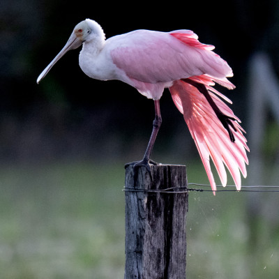Brasilien, Pantanal, Rosa Löffler (Foto: Rainer Skrovny, ARR-Reisen)