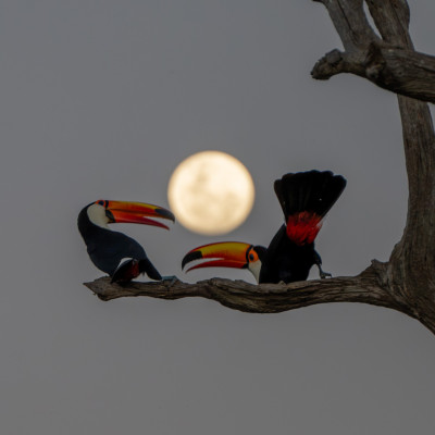 Brasilien, Pantanal, Riesen-Tukane vor Vollmond (Foto: Rainer Skrovny, ARR-Reisen)