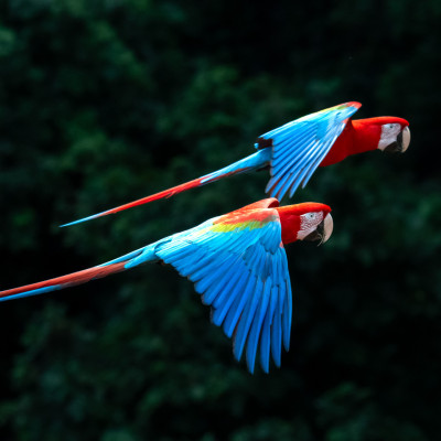 Brasilien, Pantanal, Rote Ara (Foto: Rainer Skrovny, ARR-Reisen)