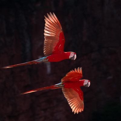 Brasilien, Pantanal, Rote Ara (Foto: Rainer Skrovny, ARR-Reisen)