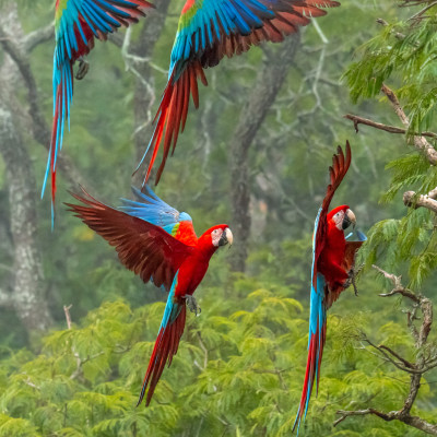 Brasilien, Pantanal, Rote Ara (Foto: Rainer Skrovny, ARR-Reisen)