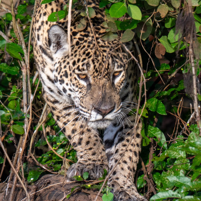 Brasilien, Pantanal, Jaguar (Foto: Rainer Skrovny, ARR-Reisen)