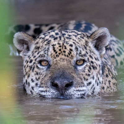 Brasilien, Pantanal, Jaguar schwimmend (Foto: Rainer Skrovny, ARR-Reisen)