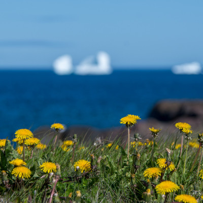 Neufundland (Foto: Rainer Skrovny / ARR Reisen)
