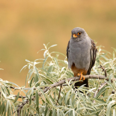 Rotfußfalke (Foto: Marc Graf)
