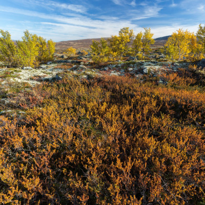 Norwegen, Dovrefjell (Foto: Marc Graf)