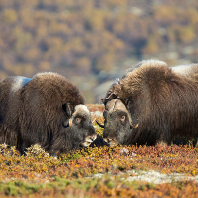 Norwegen, Dovrefjell, Moschusochse (Foto: Marc Graf)