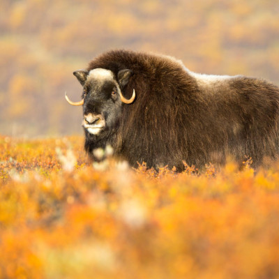 Norwegen, Dovrefjell, Moschusochse (Foto: Marc Graf)